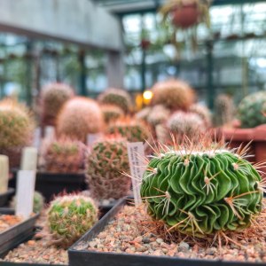 Выставка кактусов и других суккулентов пройдёт с 1 по 9 ноября в «Аптекарском огороде» 4 Выставка кактусов и других суккулентов пройдёт с 1 по 9 ноября в «Аптекарском огороде» 4
