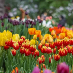 Тысячи тюльпанов расцветут со 2 по 17 марта в "Аптекарском огороде" 1