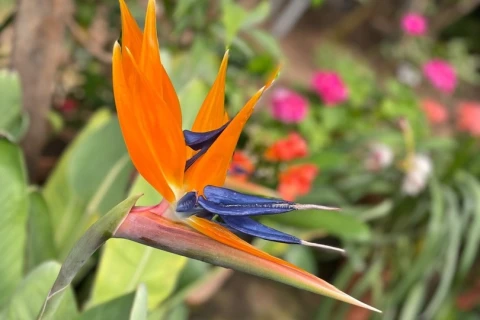 «Райская птица» расцвела в Аптекарском огороде