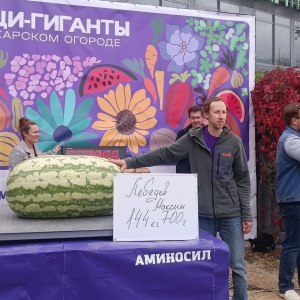 Самый большой в мире арбуз представили в Аптекарском огороде 6