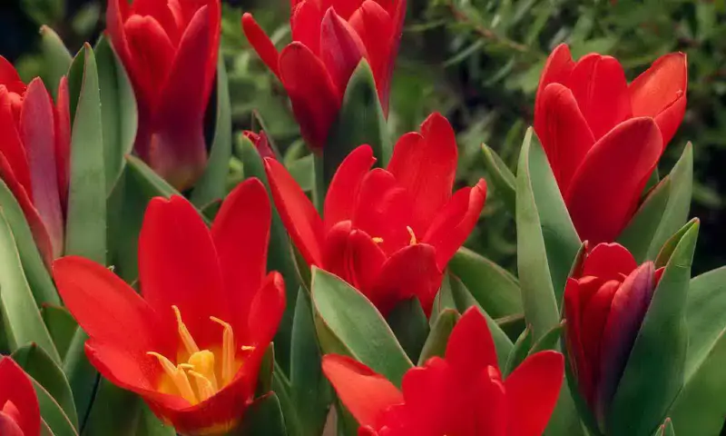 Первые тюльпаны в Москве расцвели 2 апреля в "Аптекарском огороде"