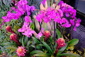 Фестиваль орхидей "Тропическая зима" откроется 24 декабря в "Аптекарском огороде" 0