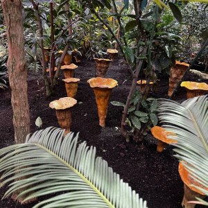 Выставка «Грибное место» открылась в субтропиках «Аптекарского огорода» 6