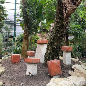 Выставка «Грибное место» открылась в субтропиках «Аптекарского огорода» 3