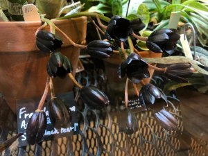 Самую чёрную орхидею в мире можно увидеть со 2 декабря в "Аптекарском огороде" 0