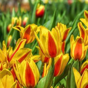 Тысячи тюльпанов, нарциссы, сирень &mdash; до 9 марта в Аптекарском огороде 6