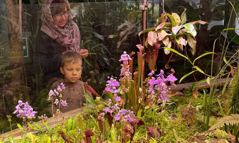 Хищная жирянка расцвела в тропиках «Аптекарского огорода» Хищная жирянка расцвела в тропиках «Аптекарского огорода»