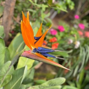 &laquo;Райская птица&raquo; расцвела в Аптекарском огороде 2