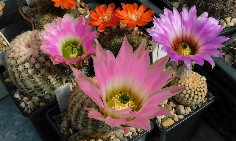 Выставка кактусов и других суккулентов пройдёт с 1 по 9 ноября в «Аптекарском огороде» Выставка кактусов и других суккулентов пройдёт с 1 по 9 ноября в «Аптекарском огороде»