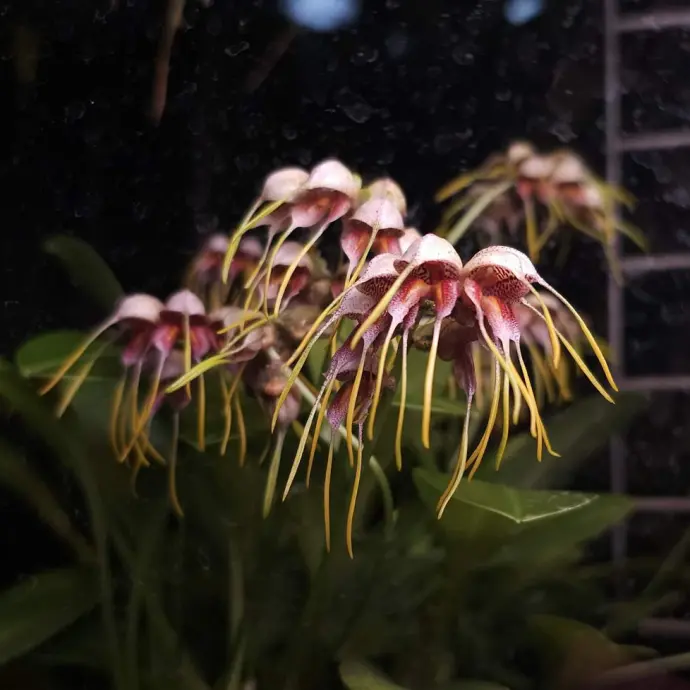 Орхидея «птичье яйцо» расцвела в джунглях Аптекарского огорода