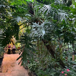 Папайя и бананы плодоносят, хищники цветут — новости Пальмовой оранжереи! 4