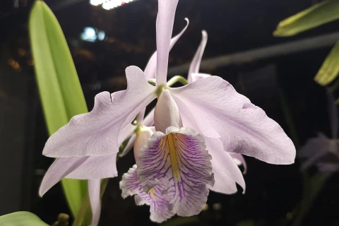 Рождественская орхидея расцвела в тропиках «Аптекарского огорода»