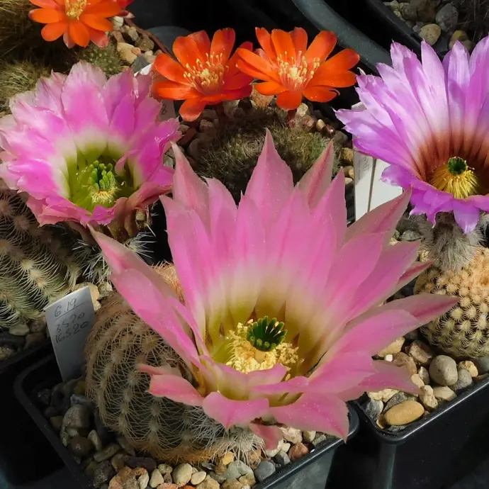 Выставка кактусов и других суккулентов пройдёт с 1 по 9 ноября в «Аптекарском огороде»