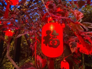 Китайский Новый год стартовал в "Аптекарском огороде" 0