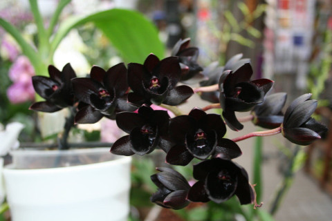 Самая чёрная в мире орхидея расцвела в 