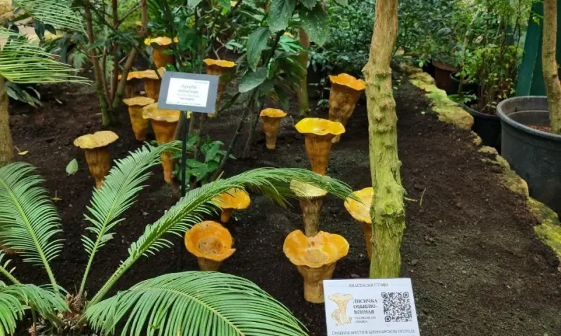 Выставка «Грибное место» открылась в субтропиках «Аптекарского огорода»