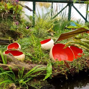 Выставка «Грибное место» открылась в субтропиках «Аптекарского огорода» 1