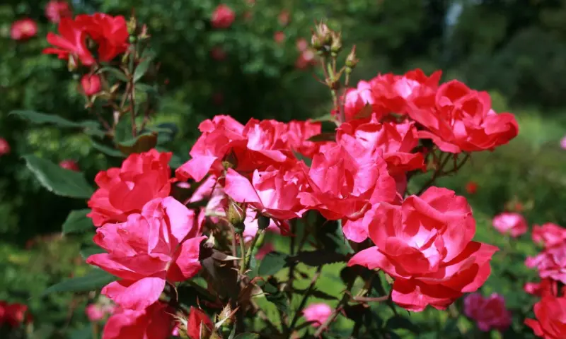 Праздник роз пройдёт 29 и 30 июня в Ботаническом саду МГУ