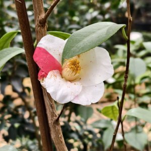 Первые камелии и азалии расцвели в «Аптекарском огороде» 5 Первые камелии и азалии расцвели в «Аптекарском огороде» 5