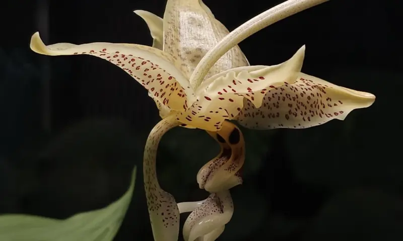 Редкая орхидея Стангопея глазчатая зацвела в Аптекарском огороде