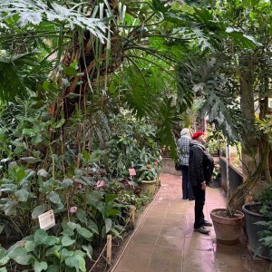 Папайя и бананы плодоносят, хищники цветут — новости Пальмовой оранжереи! 3