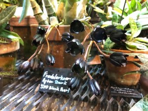 Самую чёрную орхидею в мире можно увидеть со 2 декабря в "Аптекарском огороде" 1