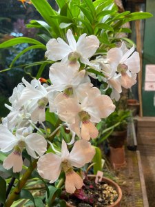 Тропические орхидеи расцвели в "Аптекарском огороде" 6
