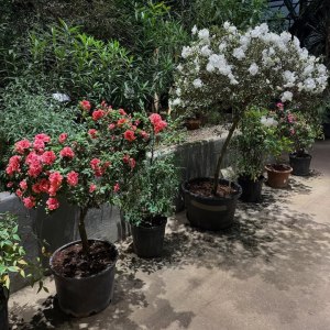 Приглашаем на новую экскурсию «Жизнь за стеклом: тропики и субтропики» в выходные! 7