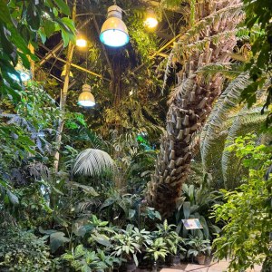 Приглашаем на новую экскурсию «Жизнь за стеклом: тропики и субтропики» в выходные! 4