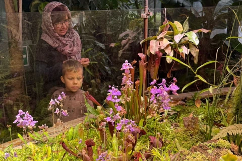 Хищная жирянка расцвела в тропиках «Аптекарского огорода»