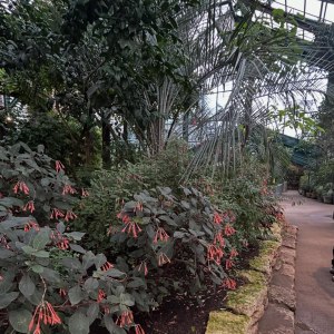 Приглашаем на новую экскурсию «Жизнь за стеклом: тропики и субтропики» в выходные! 2