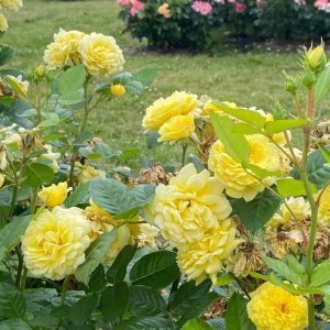 Праздник роз пройдёт 29 и 30 июня в Ботаническом саду МГУ 1