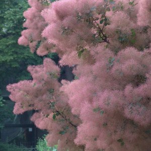 Розовое "дымное дерево" расцвело в "Аптекарском огороде" 0