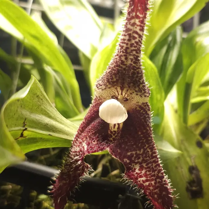 Орхидея-вампир расцвела в Аптекарском огороде