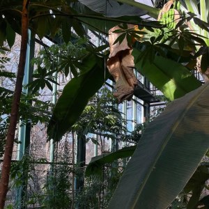 Приглашаем на новую экскурсию «Жизнь за стеклом: тропики и субтропики» в выходные! 1