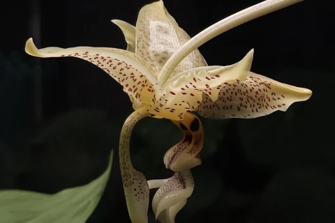 Редкая орхидея Стангопея глазчатая зацвела в Аптекарском огороде