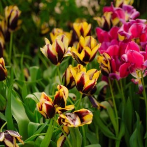 Весенний фестиваль цветов — с 12 апреля до июня в "Аптекарском огороде" 1
