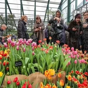 Тысячи тюльпанов расцветут со 2 по 17 марта в "Аптекарском огороде" 2