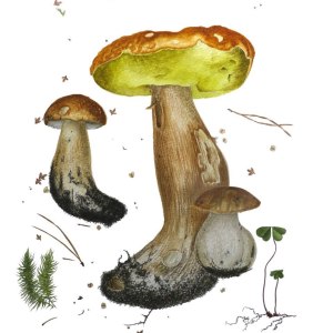 Выставка портретов урожая «Вдохновение осени» открылась в Аптекарском огороде 1 Выставка портретов урожая «Вдохновение осени» открылась в Аптекарском огороде 1