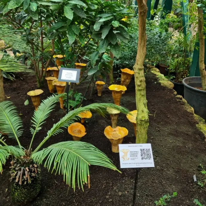 Выставка «Грибное место» открылась в субтропиках «Аптекарского огорода»