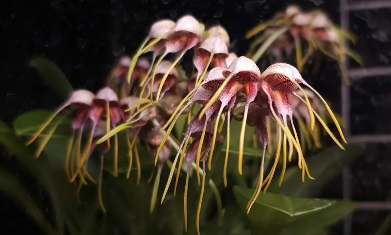 Орхидея «птичье яйцо» расцвела в джунглях Аптекарского огорода