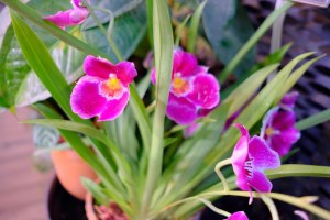 Фестиваль орхидей "Тропическая зима" откроется 24 декабря в "Аптекарском огороде" 2