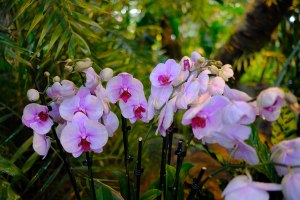 Фестиваль орхидей "Тропическая зима" откроется 24 декабря в "Аптекарском огороде" 3