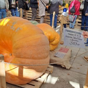 Вскрытие тыквы-гиганта 389 кг в «Аптекарском огороде» — 6 октября 0