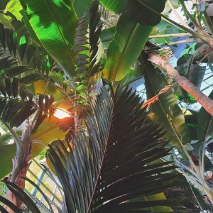 Новая интерактивная экскурсия для детей по оранжереям в Аптекарском огороде! 2