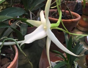 Редкая Рождественская орхидея расцвела в "Аптекарском огороде" 1