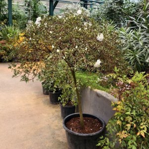 Первые камелии и азалии расцвели в «Аптекарском огороде» 2 Первые камелии и азалии расцвели в «Аптекарском огороде» 2