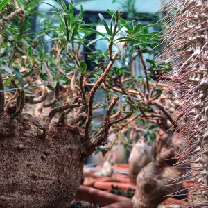 Выставка кактусов и других суккулентов пройдёт с 1 по 9 ноября в «Аптекарском огороде» 3 Выставка кактусов и других суккулентов пройдёт с 1 по 9 ноября в «Аптекарском огороде» 3