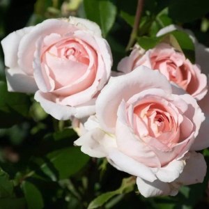 Праздник роз пройдёт 29 и 30 июня в Ботаническом саду МГУ 2
