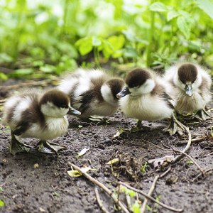 23 птенца красных уток пришли в "Аптекарский огород" 3